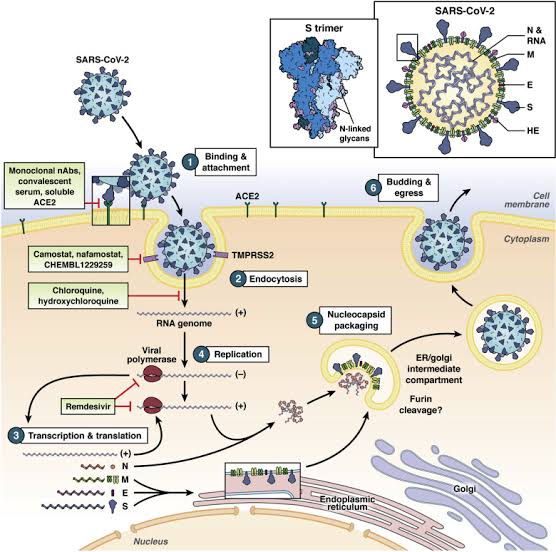 What does this have to do with covid? Remember the Virus is a RNA virus... it makes its copies of itself...it by passes the DNA stage thus if mutation happens when translation occurs... peace out your going with mutations