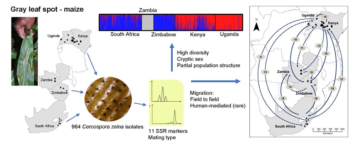 Nsibo et al 2021 is finally out in Fungal Genetics and Biology.
authors.elsevier.com/a/1cZOz3tCdVBV…