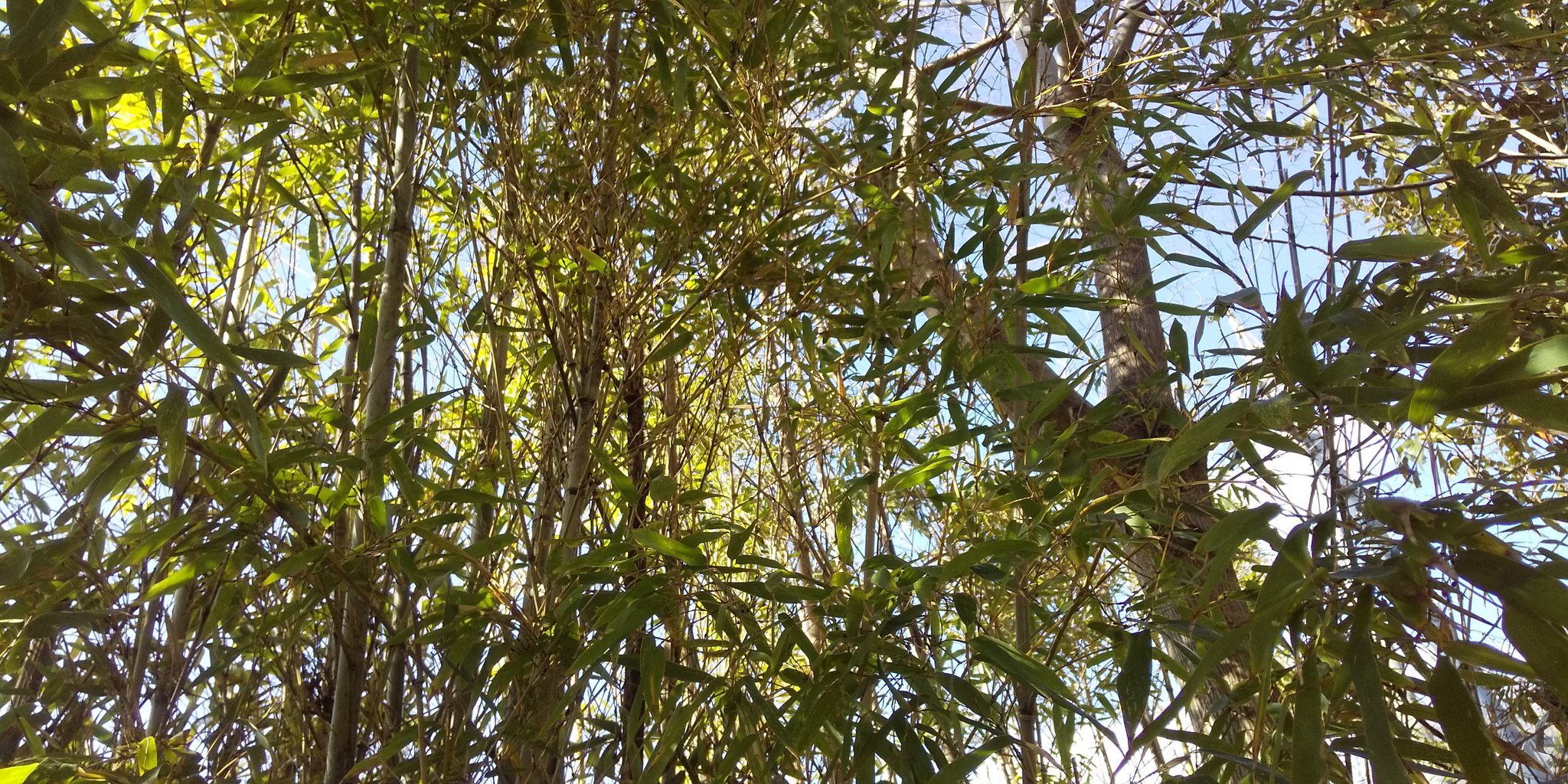 けいこ 夏に 竹の花が咲いた後の竹藪です 竹の花が咲くのは珍しいことです 竹の花が咲いた後の竹藪は枯れる と言われていますが この竹藪は枯れてはおりません 引き続き 観察を続けようと思います 竹の花 竹 Bamboo 広島県 呉市 吉浦 枯れる
