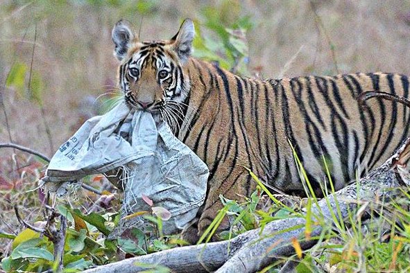 A heartbreaking photo essay: India’s precious wildlife is drowning and dying in our filth

scroll.in/magazine/98631…