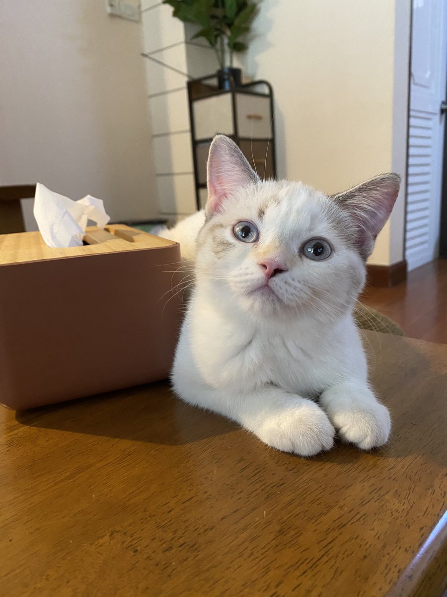 ยัยคนนี้เขาตัวเท่ากล่องทิชชู่ น่ารักมาก ชอบมาอยู่ใกล้ๆชั้น ㅠㅠㅠ น้ำตาคลอเลย