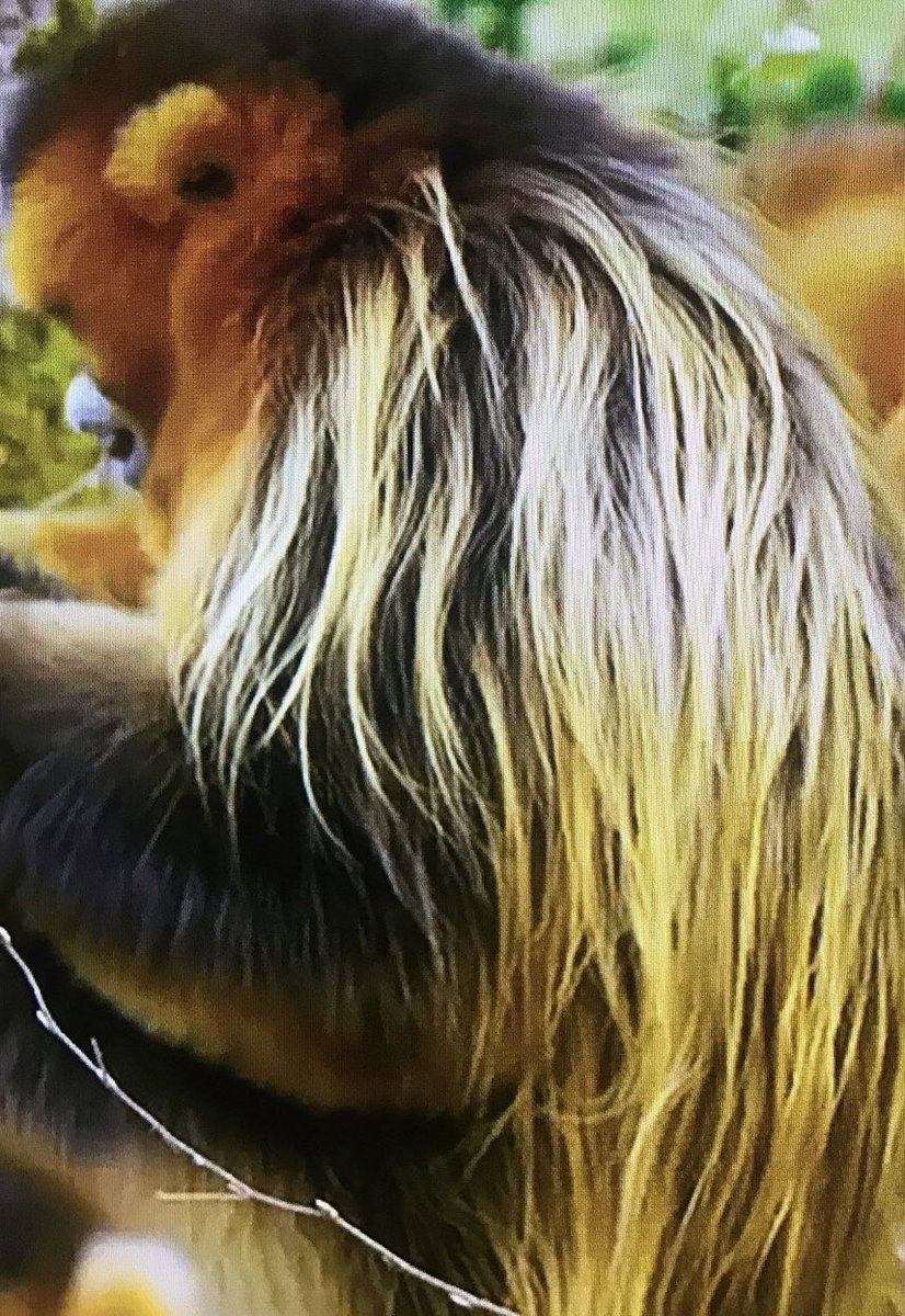 HelgaK22's tweet image. Die #Friseure erwarten eine Trendwende in der #Haarmode und vergeben zunächst nur Termine an über 80-Jährige, die ihren #Haarschnitt eh nicht mehr ändern wollen. Hier schon mal ein Beispiel für die neue junge #Frisur