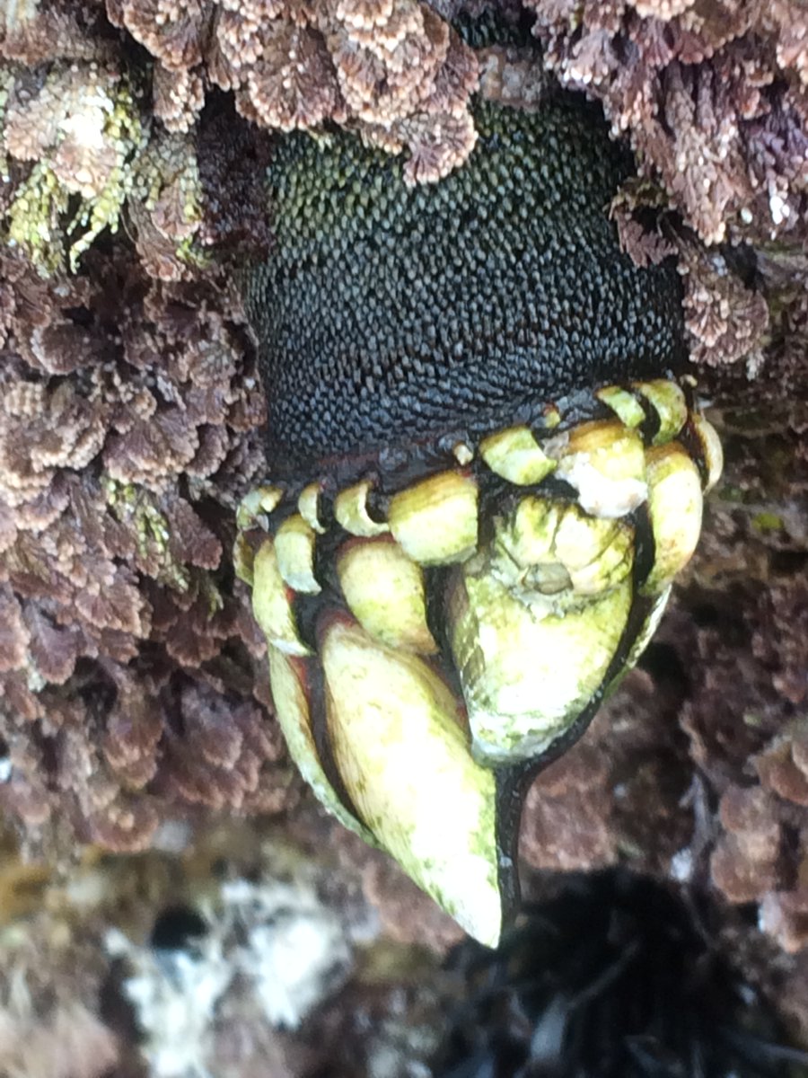thembauk's tweet photo. Happy Birthday Charles Darwin!  To celebrate the @thembauk @darwintreelife #DToLMarine team are showcasing some of the barnacle species found in the UK including Pollicipes pollicipes, Austrominius modestus, Chthamalus stellatus, &amp; Semibalanus balanoides #DToLMarine. https://t.co/5UE8Lbzjng