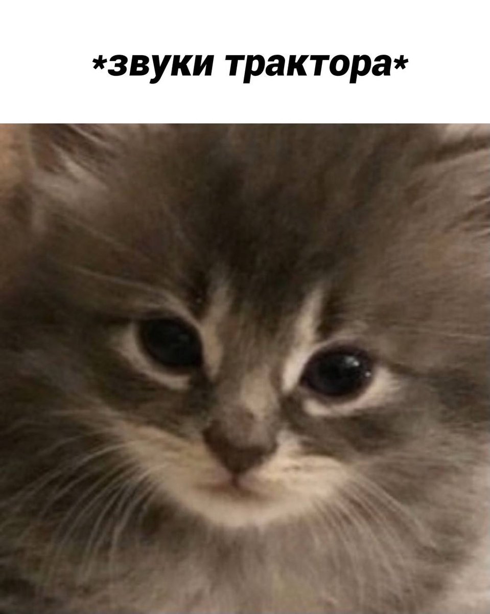 Деньги давай мем звук Звук кота из мема: найдено 89 картинок