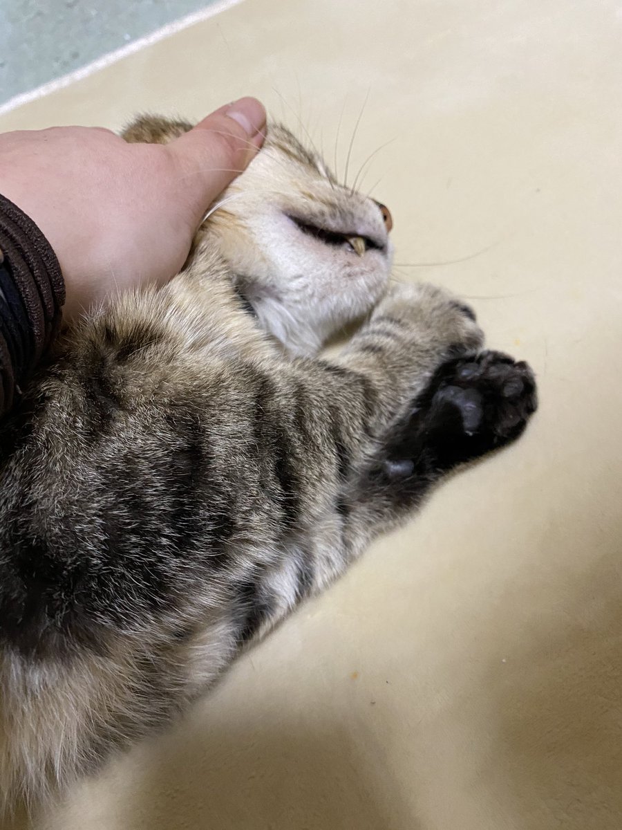 nekokami_sa's tweet photo. 強く撫で過ぎにゃ…💢
#猫好きさんと繋がりたい 
#猫のいる暮らし https://t.co/rmWT9TrZxs