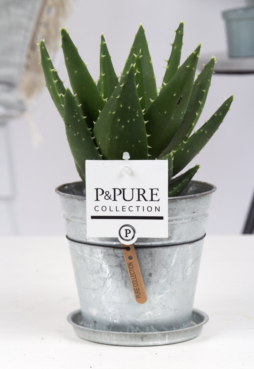 #Goedemorgen, #vandaag is het de #laatste dag van de week van de #Aloë <a href="/PPurecollection/">P&Pure Collection</a>. Daarom tonen we nog 3 producten vandaag. We #starten met de Aloe Mitriformis in zinc pot Louise welke nog leverbaar is <a href="/CactusStolk/">Cactuskwekerij Stolk</a> !!