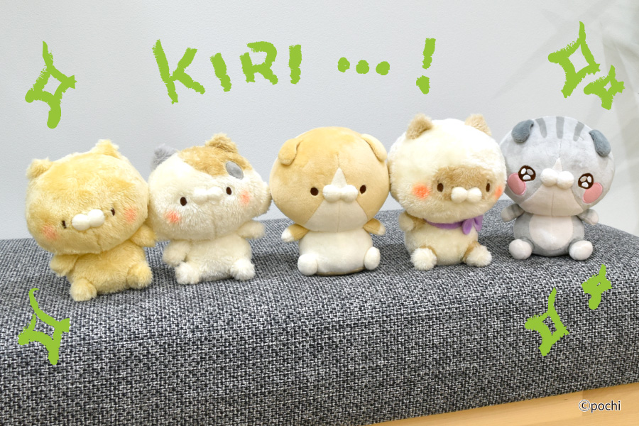 となりのにゃんこ　ちょこりんぬいぐるみ SNSで大人気の「こどもにゃんこ」「となりのにゃんこ」第2弾