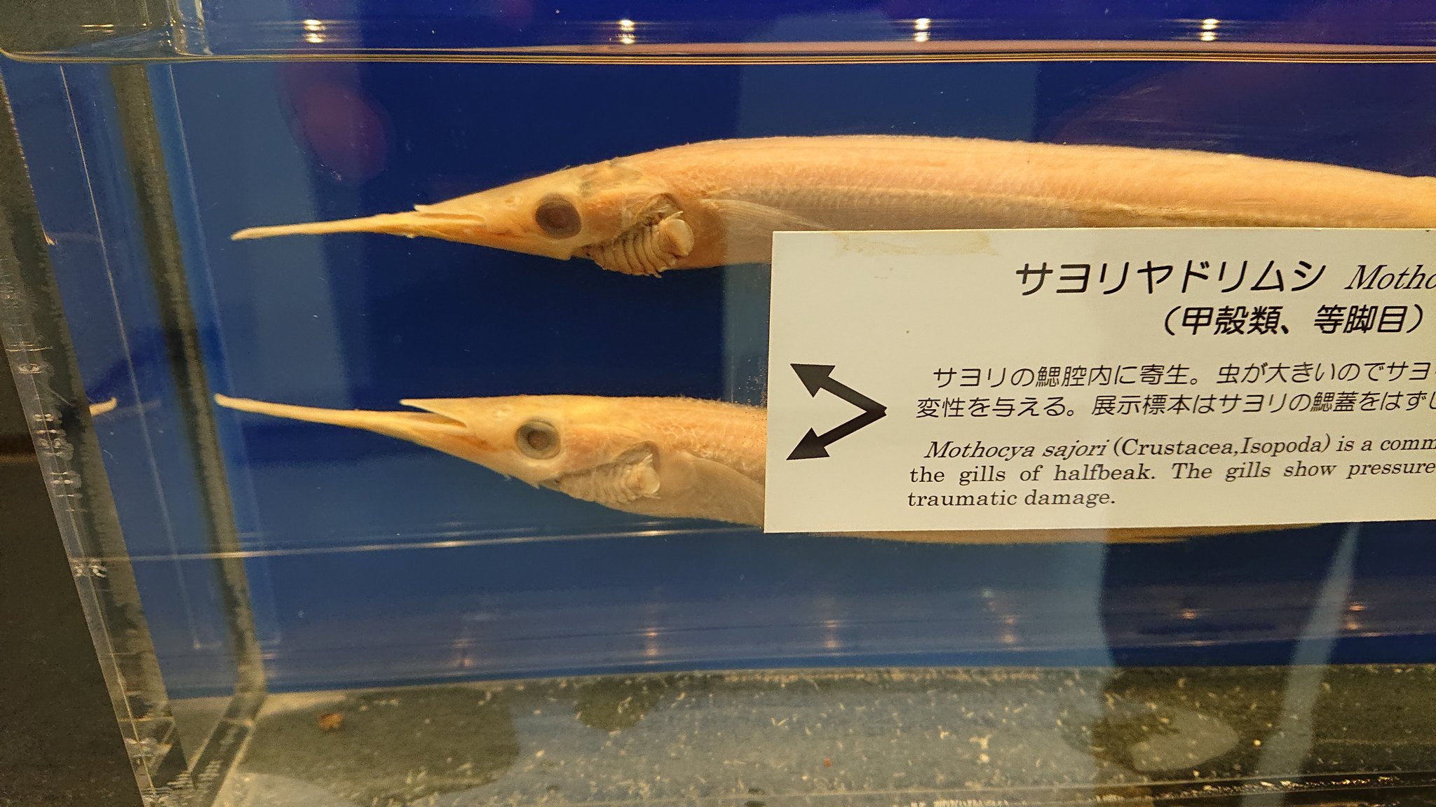 むくニキ 目黒寄生虫館 無料 寄付してね とは思えないクオリティの高さと情報量で長居してしまった これはみんな行った方がいいかもしれない 後から若い女性が数多く入ってこられたのですが 寄生虫ブームなのかな むくニキ 目黒寄生虫館 無料 寄付してね とは思えないクオリティの高さと情報量で長居してしまった これはみんな行った方がいいかもしれない 後から若い女性が数多く入ってこられたのですが 寄生虫ブームなのかな