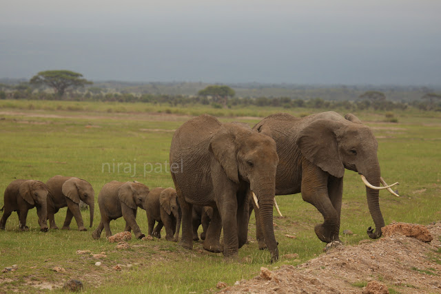 African Elephant bit.ly/1OlrUz0 Big 5 Africa #africanelephant #thebig5africa #africanbushelephant #africanelephantweight #amboselinationalpark #wildlifephotography #wildlifekenya #africanelephantfacts #netgeowild