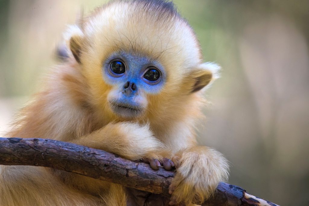 primatezfan's tweet photo. @AcrobatFuzzy Hello round gibbon https://t.co/wW8FaeYuaA