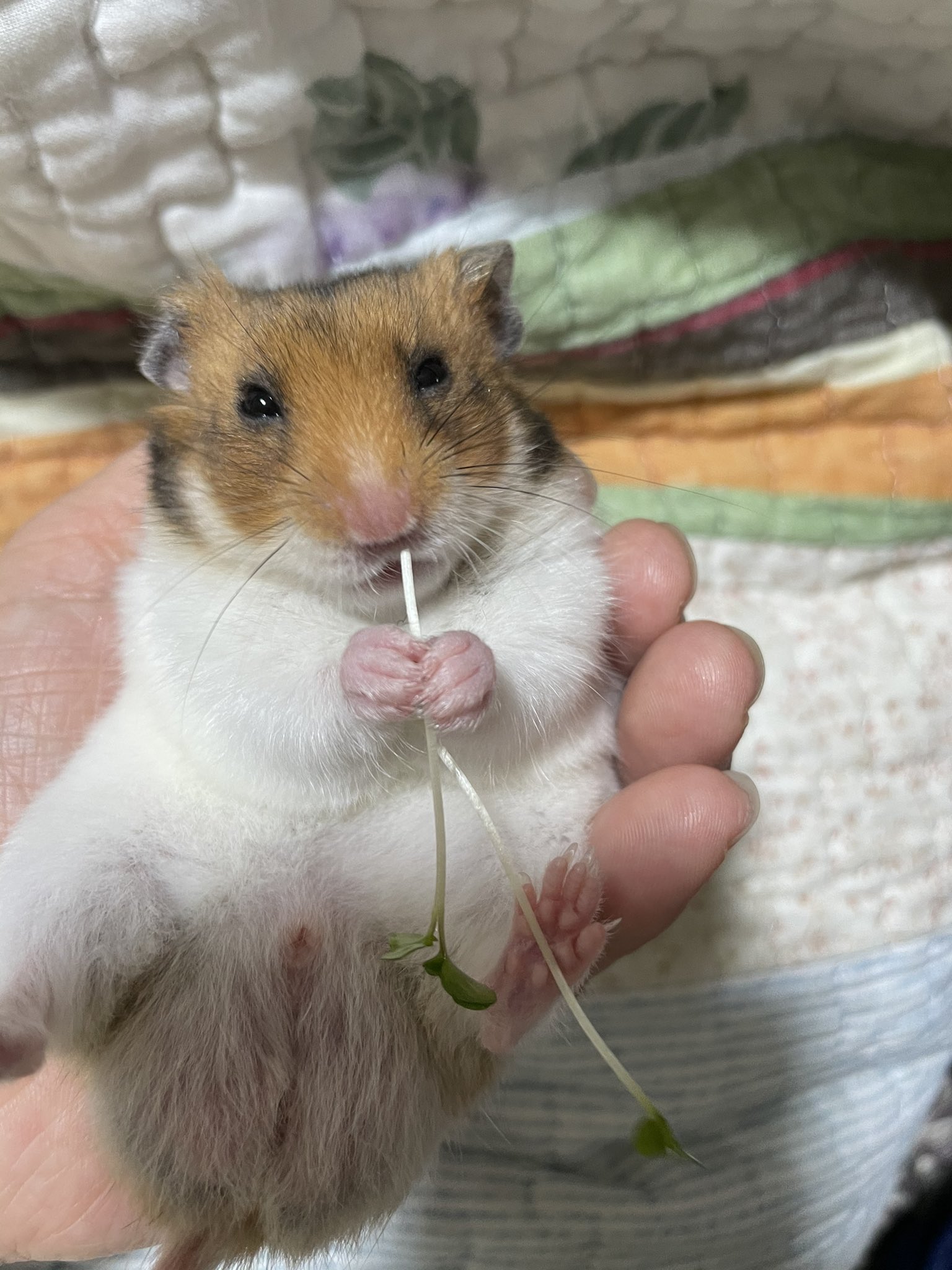 ちゃちゃまる ハム垢 はぁぁ かわゆい ブロッコリースプラウトおすすめ ゴールデンハムスター 手乗りハムスター T Co Jl6jhgganx Twitter