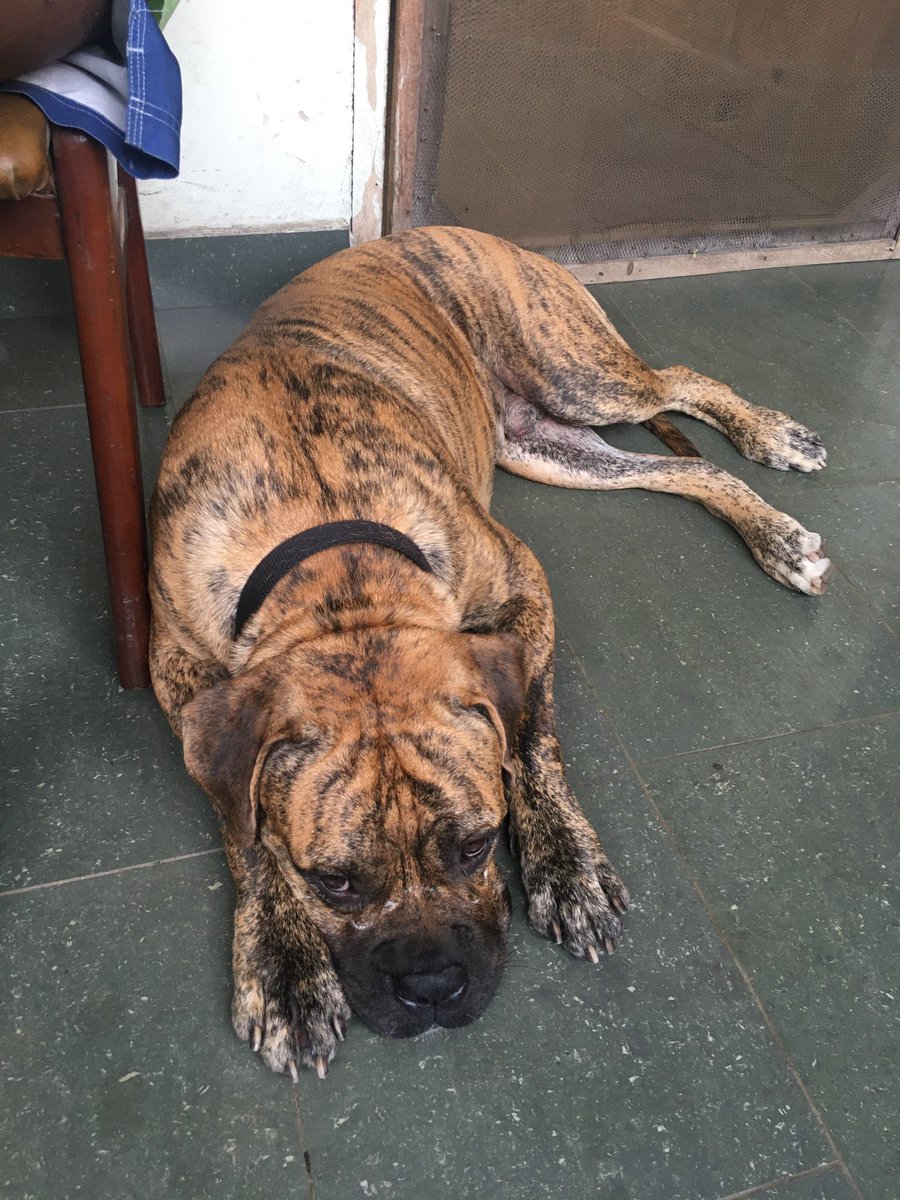 Update: he was found around Westex, Gbagada-Oworonshoki expressway. He’s alright, he was brought back in a pick-up truck and is safe. Please hmu if he looks familiar or is yours.