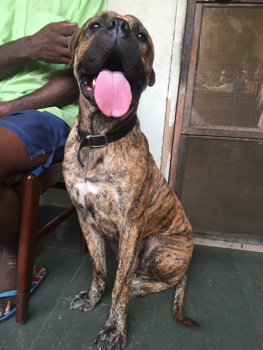 Update: he was found around Westex, Gbagada-Oworonshoki expressway. He’s alright, he was brought back in a pick-up truck and is safe. Please hmu if he looks familiar or is yours.