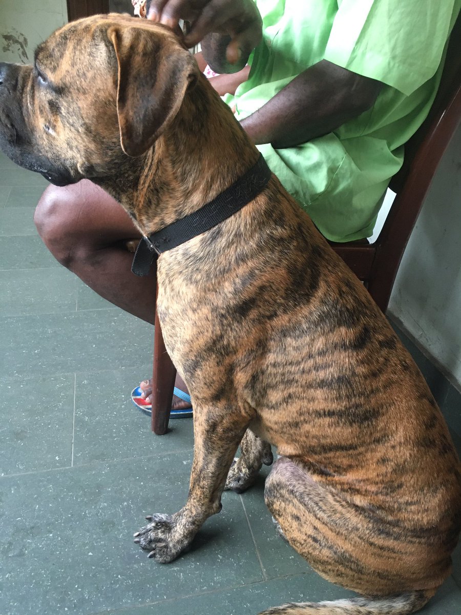 Update: he was found around Westex, Gbagada-Oworonshoki expressway. He’s alright, he was brought back in a pick-up truck and is safe. Please hmu if he looks familiar or is yours.