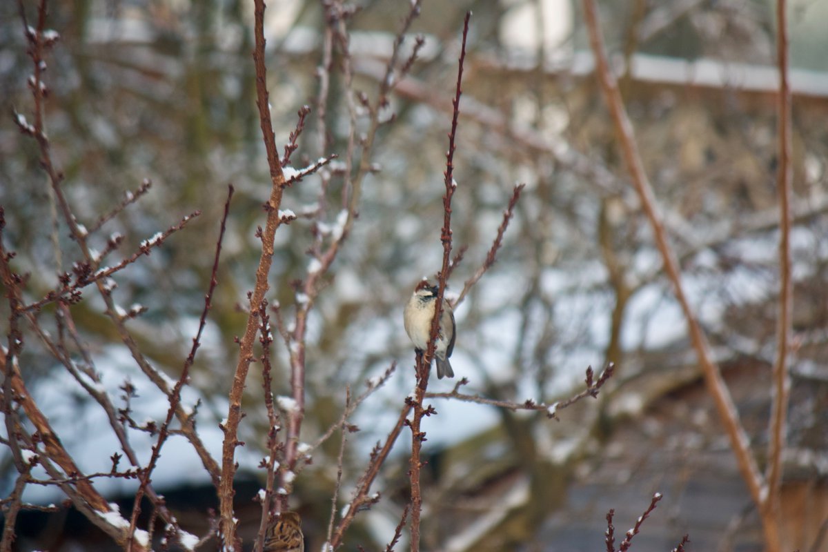 First, one of the many, many sparrows resident here.