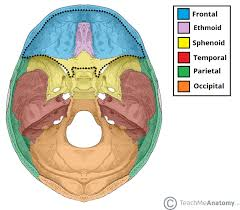 Fixing one's attention on the interior of the cranium, with the stability of the mind, one gradually becomes merges with the supreme.The word kapala means 'cranium."The word 'ka' signifies the supreme divine Energy (parasakti), & 'pala' meaning 'protector' signifies Siva.