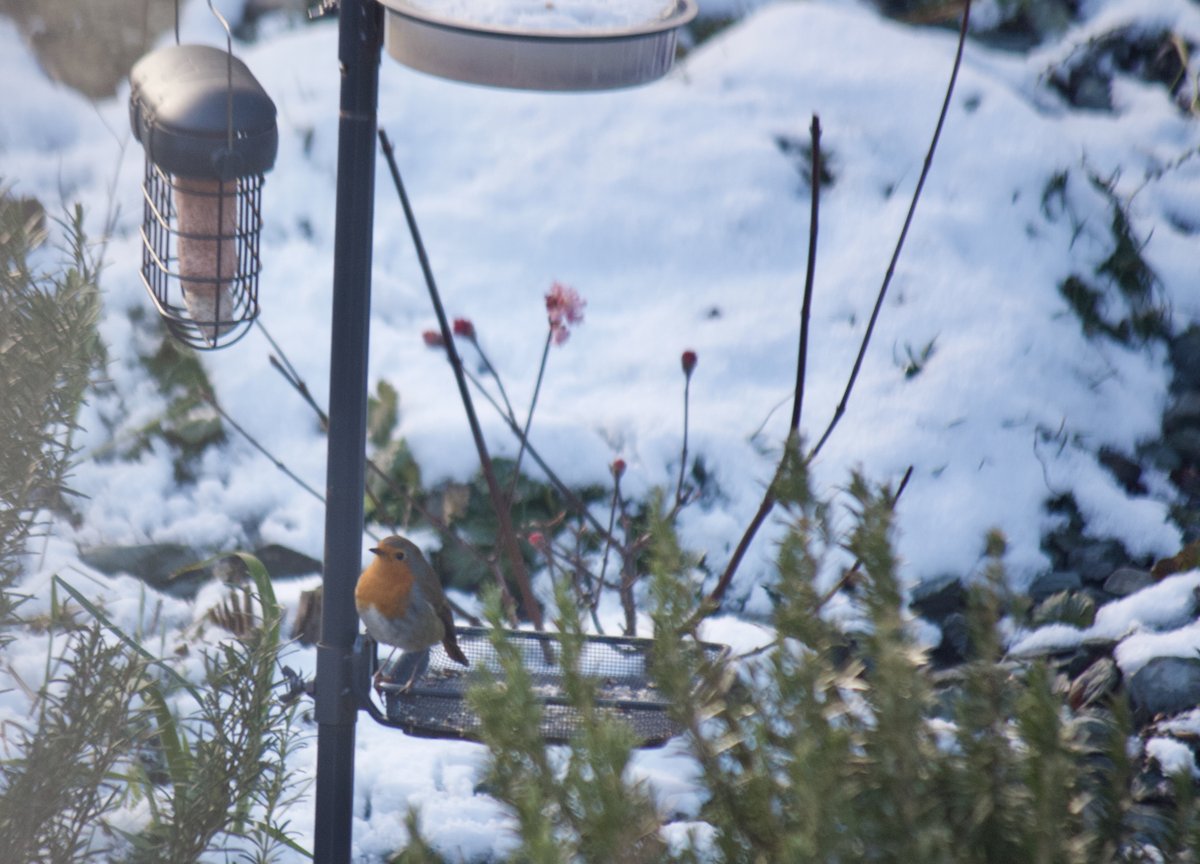 Bobbin. He was flying up to the feeder and pecking it, because he can't hang on like some birds.