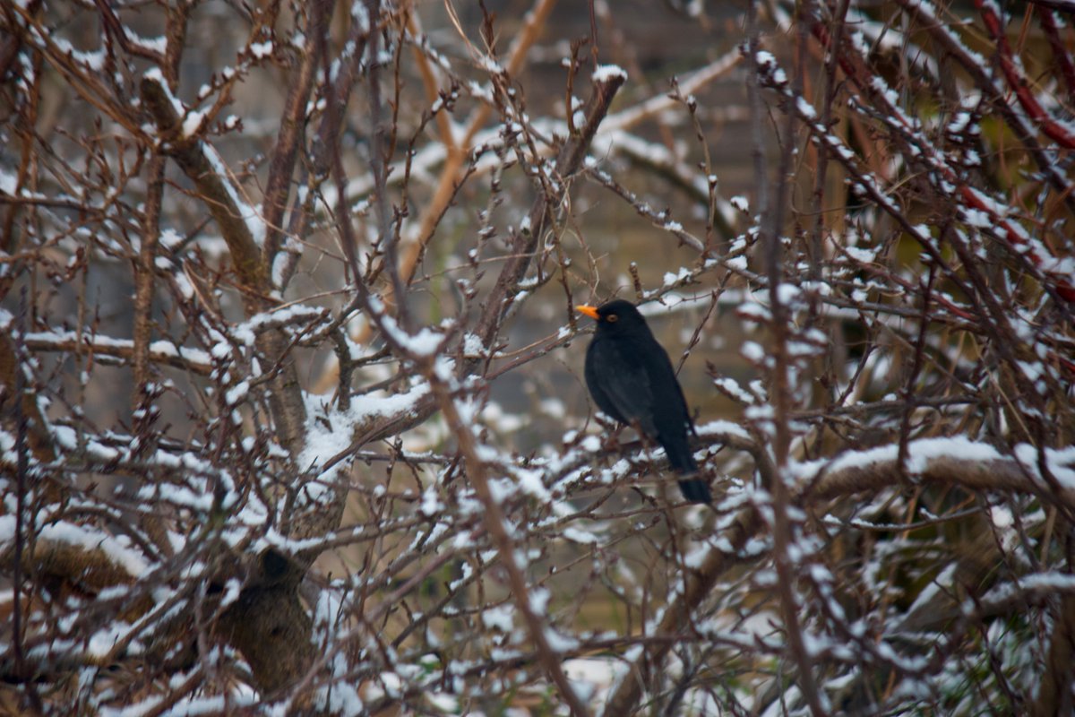 Then Mr Schwarz, who has been away for a while but him and the missus seem to be back now.