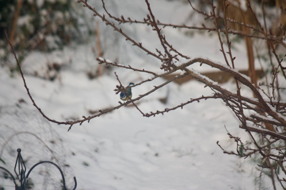 These little bandits are everywhere, too. Usually accompanied by great tits (hur hur) but I didn't get a picture yesterday.