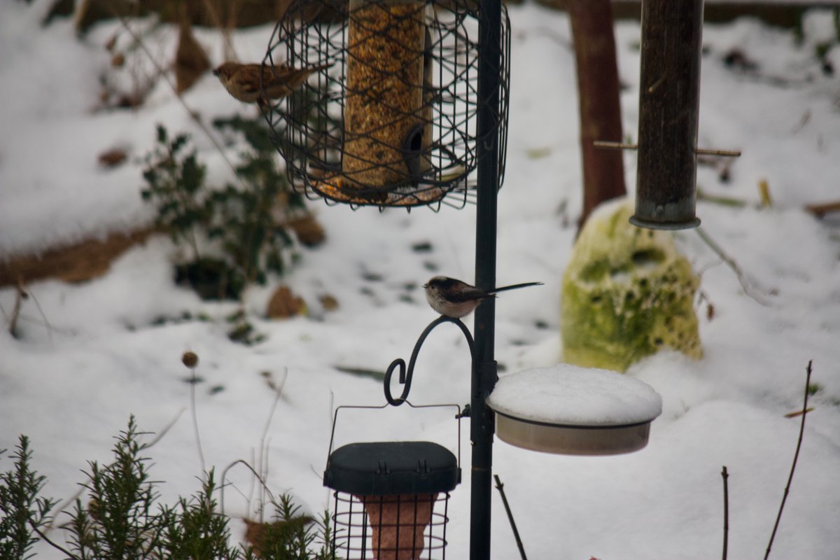 But 'The guys!', aka long-tailed tits, did put in an appearance.
