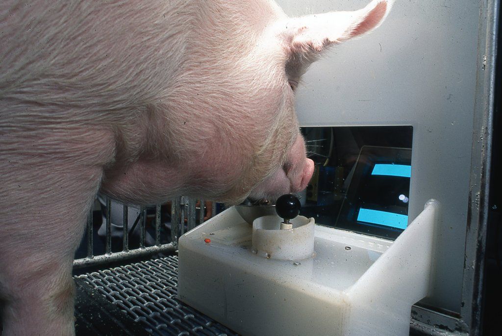 GoatsThatStare's tweet photo. Pigs show potential for ‘remarkable’ level of behavioral, mental flexibility in new study
https://t.co/RnS6j5dMFh https://t.co/dNPlElY5Au