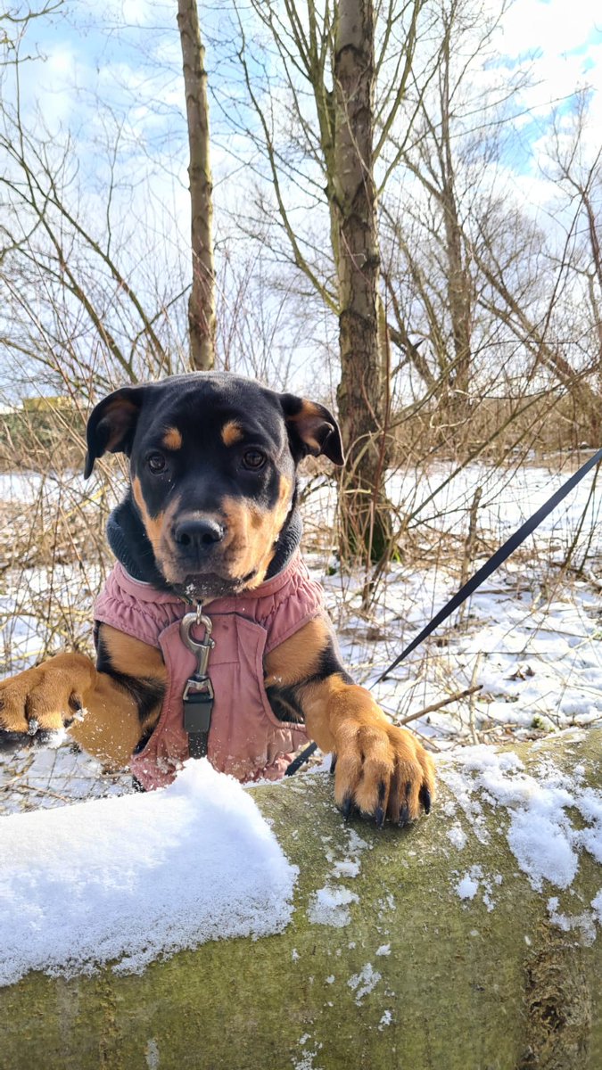 BaxterChico's tweet photo. Ich liebe meine kleine Prinzessin #rottweilers #welpe #cute #sweet #dogs https://t.co/N90hL1kjlC