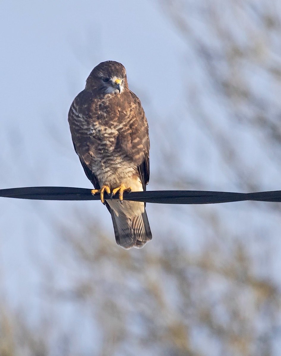 sleepyman347's tweet photo. #wildlife #birds #raptors #buzzards - This #Common #Buzzard dropped onto the power line outside our home in #Mid-Norfolk yesterday.  Stay safe. https://t.co/ZWz7kiAysh