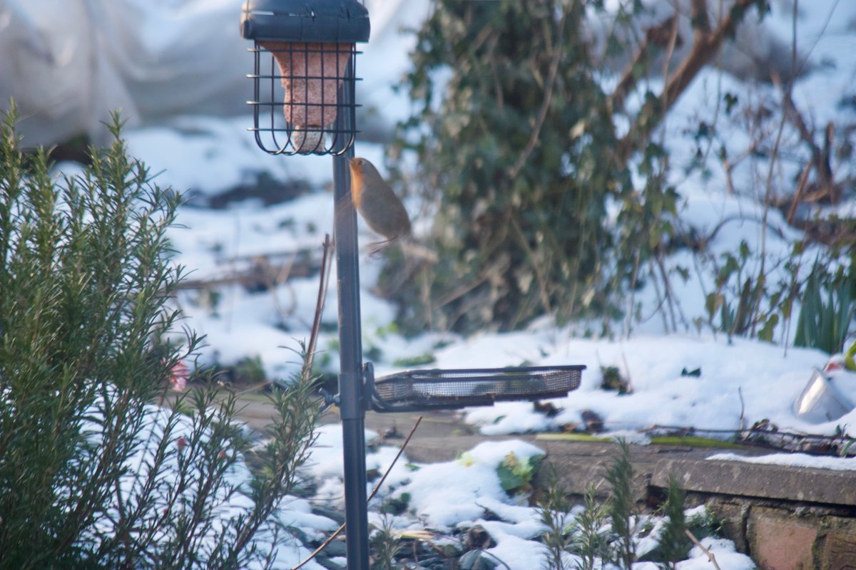 You ain't no blue tit, bruv.