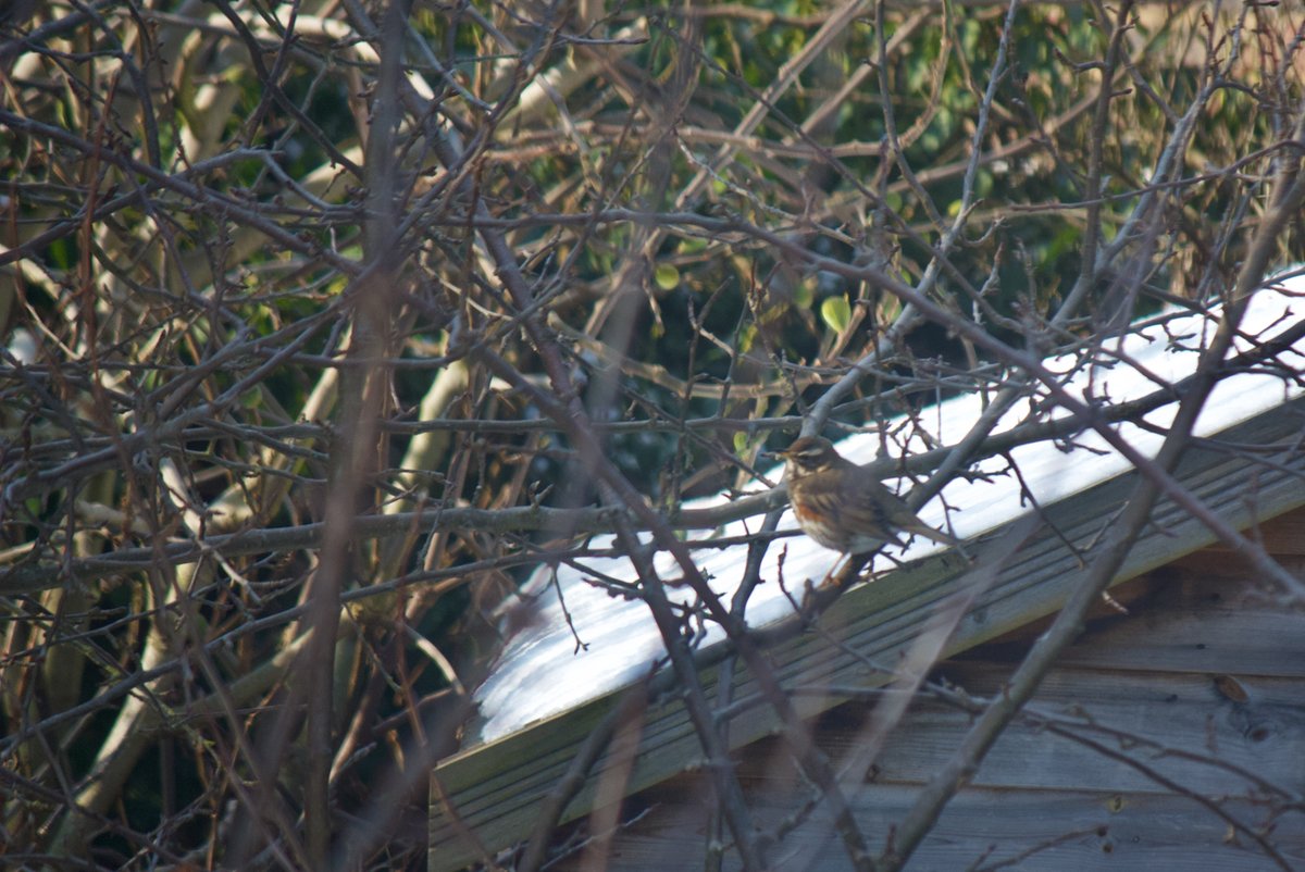 And then, the real treat, was this family of 6 or 7 redwings who stopped off at Gravesham Services on their (socially distanced) migration somewhere.