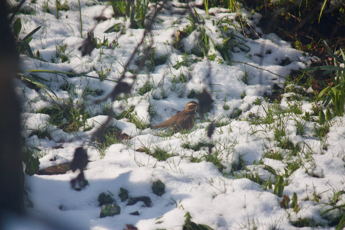 And then, the real treat, was this family of 6 or 7 redwings who stopped off at Gravesham Services on their (socially distanced) migration somewhere.