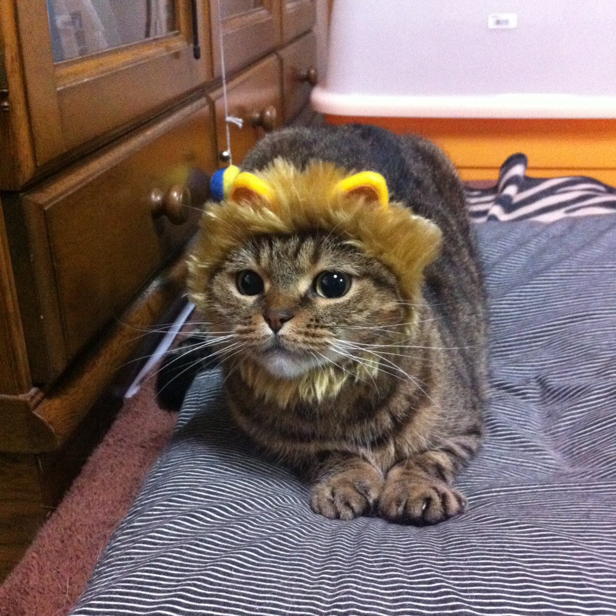 Netgeek動物 On Twitter 被り物が似合う12匹の動物 Netgeek Https T Co 3yzvuihmrq