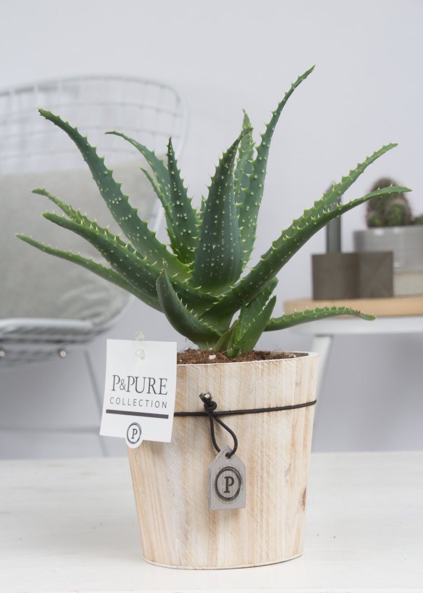 #Nummer 2 vandaag op de laatste dag van de #Aloë is ...... de Aloë Arborescens in #Pure #Wood. Deze # robuuste plant #past prima bij onze wood pot, met zijn #ruwe #uitstraling. <a href="/CactusStolk/">Cactuskwekerij Stolk</a> !