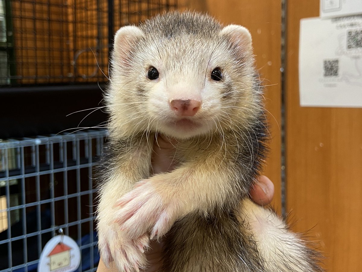 Small Furry Adoptable - Fritz And Cinnamon an Ferret Small Furry in  Randolph, NJ | Petfinder, image size:1200x900