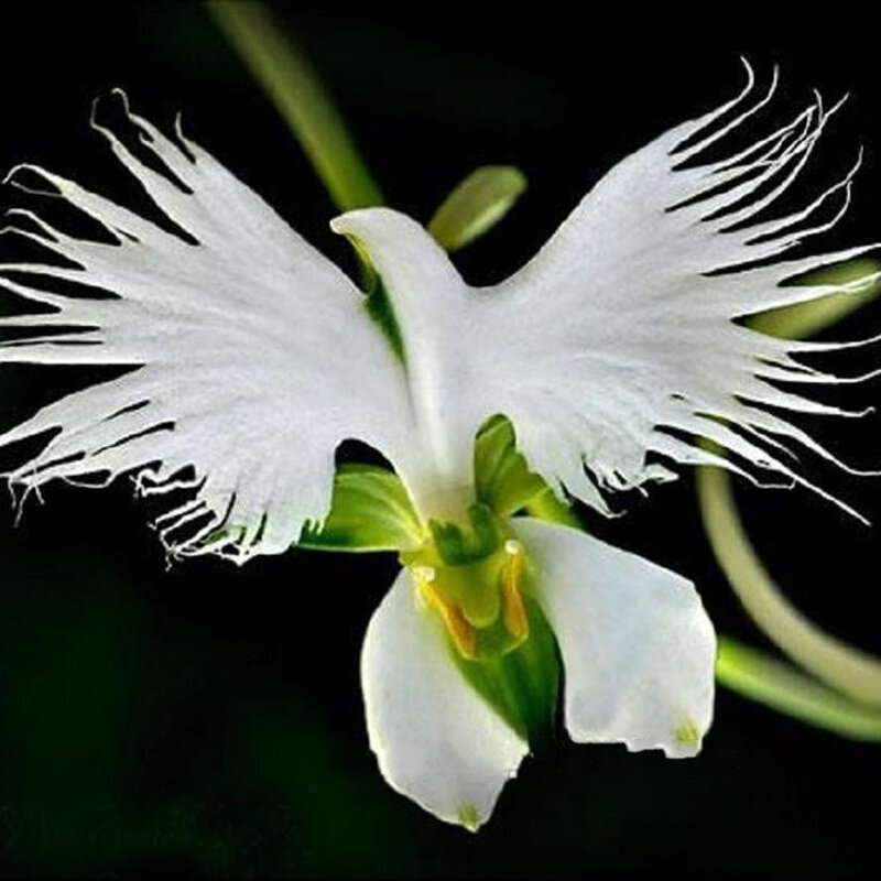 @drgsstn may i show,,, japanese egret flowers,,, or pecteilis radiata,,,
absolute faves of mine : )