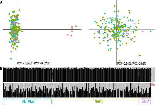 i) the white anglerfish forms a genetically homogeneous population throughout the Atlantic that is genetically distinguished from the Mediterranean one, potentially challenging the three-stock assessment/management strategies within the Atlantic