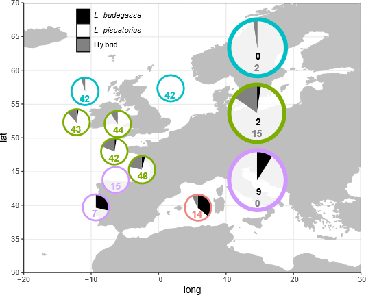 iii) white and black anglerfish hybridize!! The presence of hybrids could be affectcing SSB estimations (if hibrids are considerably less fit) and can have critical implications for the conservation of both species... we are currently digging into that.