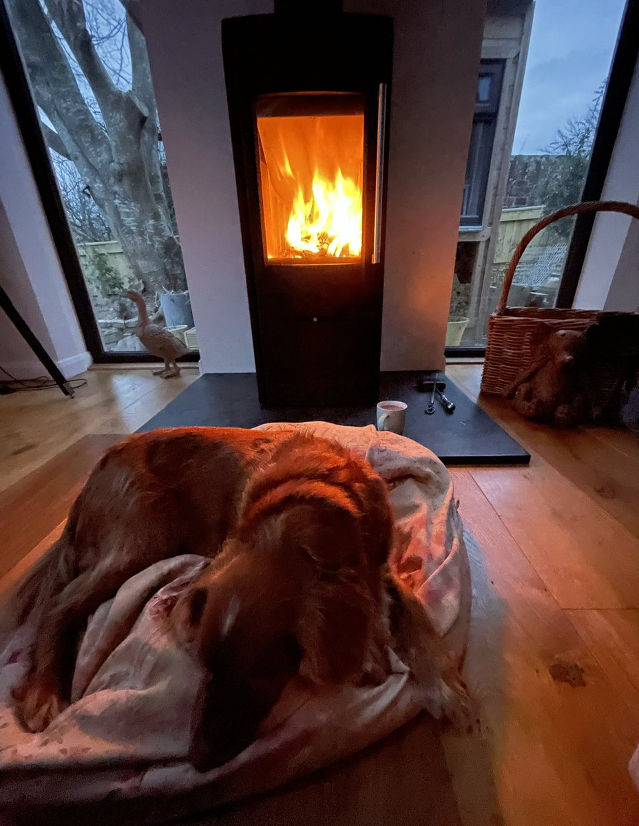 thisdevon's tweet photo. “It’s the small victories that mean the most” like catching last nights fire and having your morning #cuppa with the dog #devon #this_devon #termatech #woodburner @the_fireengine #cockerspanielsofinstagram #workingcockerspaniel #tea #pgtips #staysafe #keepwarm https://t.co/9SfMkxm8VZ