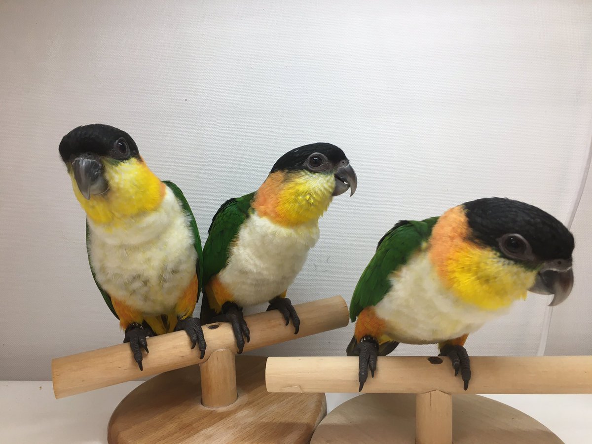 シロハラインコ ブリーダー 関東 シロハラインコ ブリーダー 関東