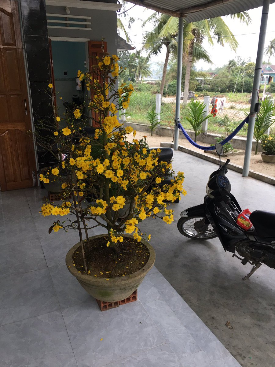 btvbi's tweet photo. Tet https://t.co/K2Cqjil0Yz