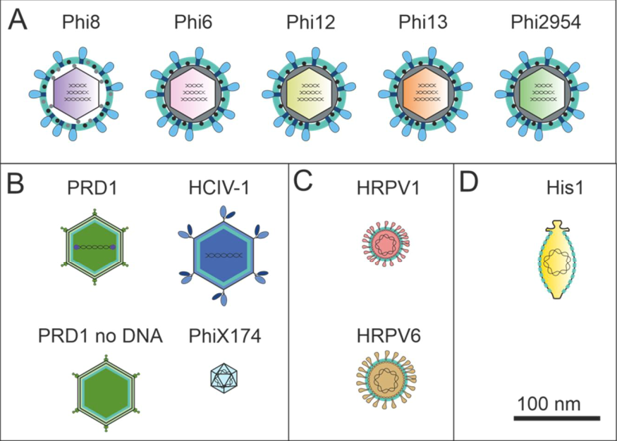 Ice crystal needs a seed on which to form. Could a #virus be the seed? Find it out in our Biogeoscience article :-) #INP #Atmosphere <a href="/AGUbiogeo/">AGU Biogeosciences</a> <a href="/INAR_fin/">INAR</a> 
“Ice nucleation by viruses and their potential for cloud glaciation”
bg.copernicus.org/preprints/bg-2…