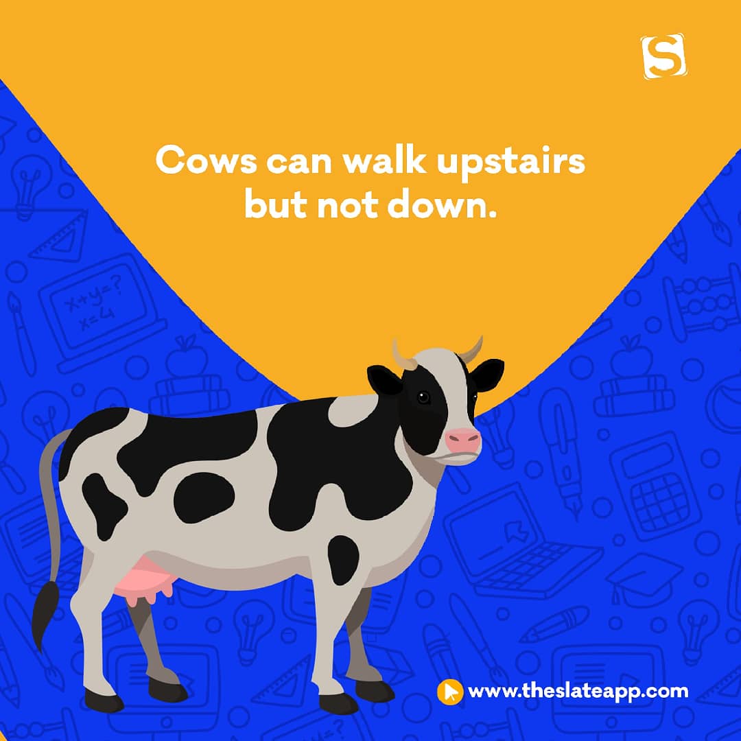 AppSlate's tweet photo. Did you know that cows can walk upstairs but not down? 

#FunfactFriday #TheSlateApp #onlinelearning #elearningtips #Cuppy #Teni https://t.co/oUKI2ONcFz