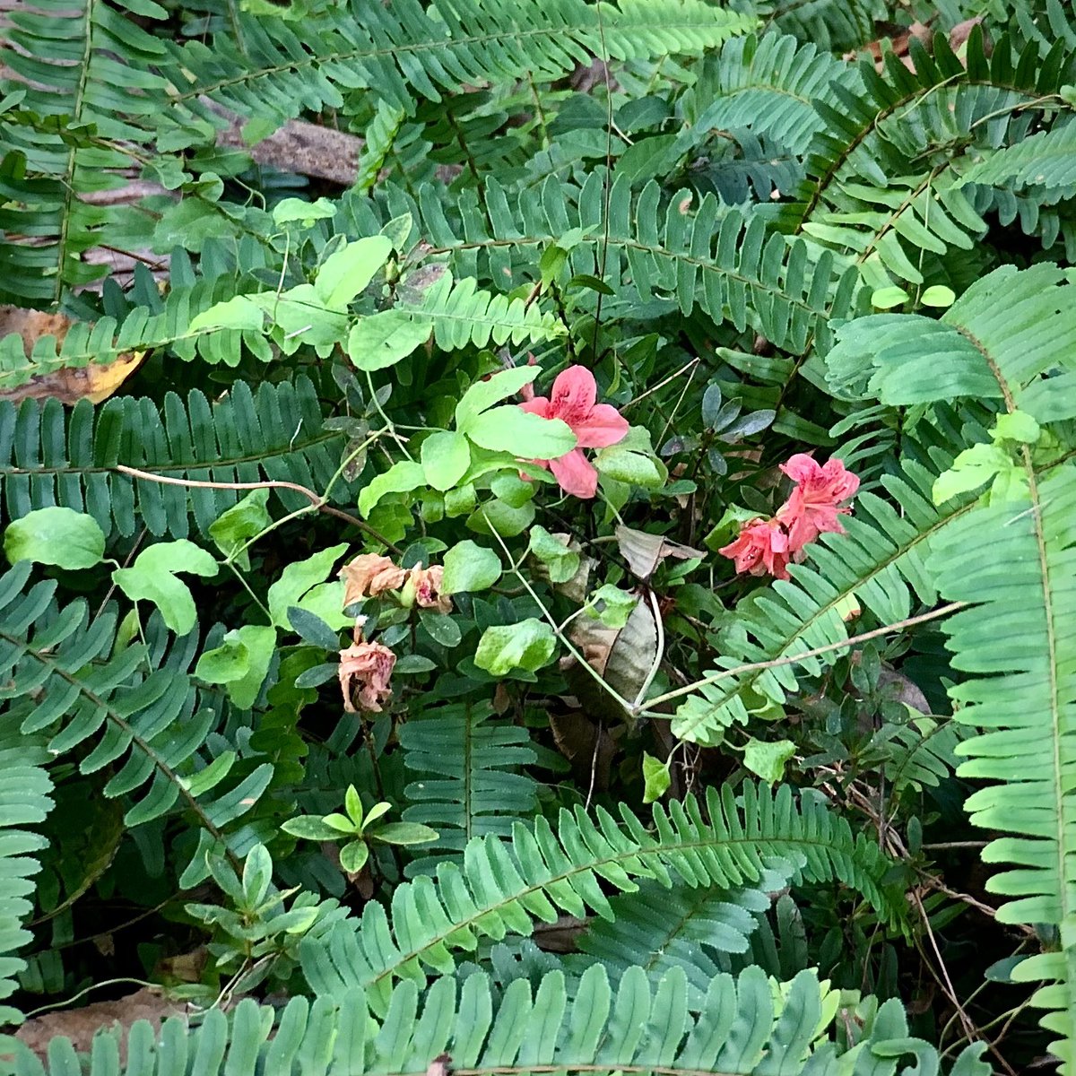 “There are always flowers for those who want to see them.” 🌺
  ~ Henri Matisse

Please click to view. 

#PhotoOfTheDay #flowers #vision #RainbowSpringsStatePark #Florida #NaturePhotography #optimism