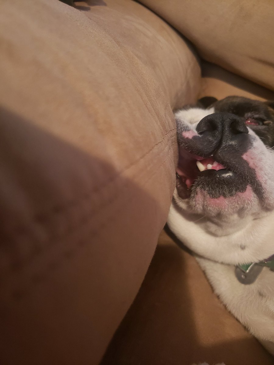 CassyNickey's tweet photo. Here's some squishy dog face for your eyes viewing. Lil miss sasha was tuckered out. #brindlebulldog #Bulldogs #teef https://t.co/35F9CNjWSa