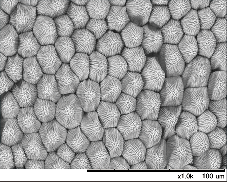 Hitachi_EM's tweet image. Sunday, Feb. 14 is Valentine's Day !
#ElectronMicroscope #electronmicroscopy #ValentinesDay

SEM of Rose petal (hydrated and uncoated) with and without cooling
See also hitachi-hightech.com/global/tm/expe…