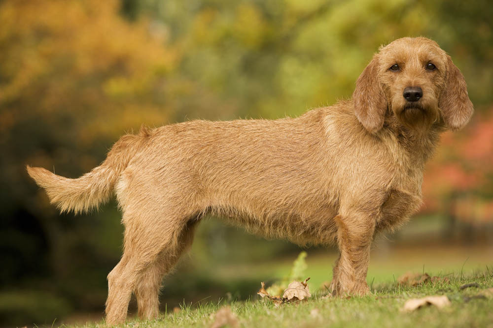 The Basset Fauve de Bretagne is a friendly little, scruffy scent hound from France and I love them very much.
