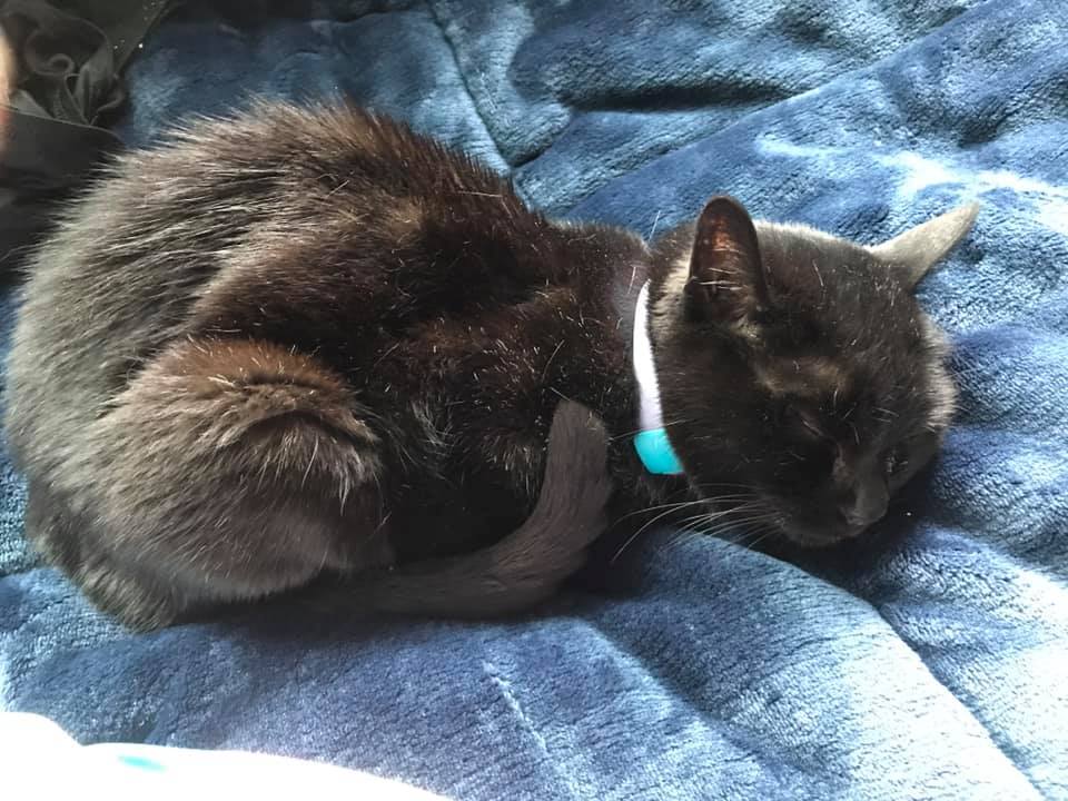 pr3ttywarrior's tweet photo. @cisforfrenchfry My cat Luna is 18 but she has the proportions of a kitten. She sleeps a lot nowadays https://t.co/LKQeu2KarY