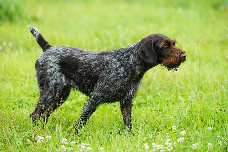 German Pointers. I love the shorthaired ones, but I'm a sucker for the wirehaired ones. The absolute beard on the lad