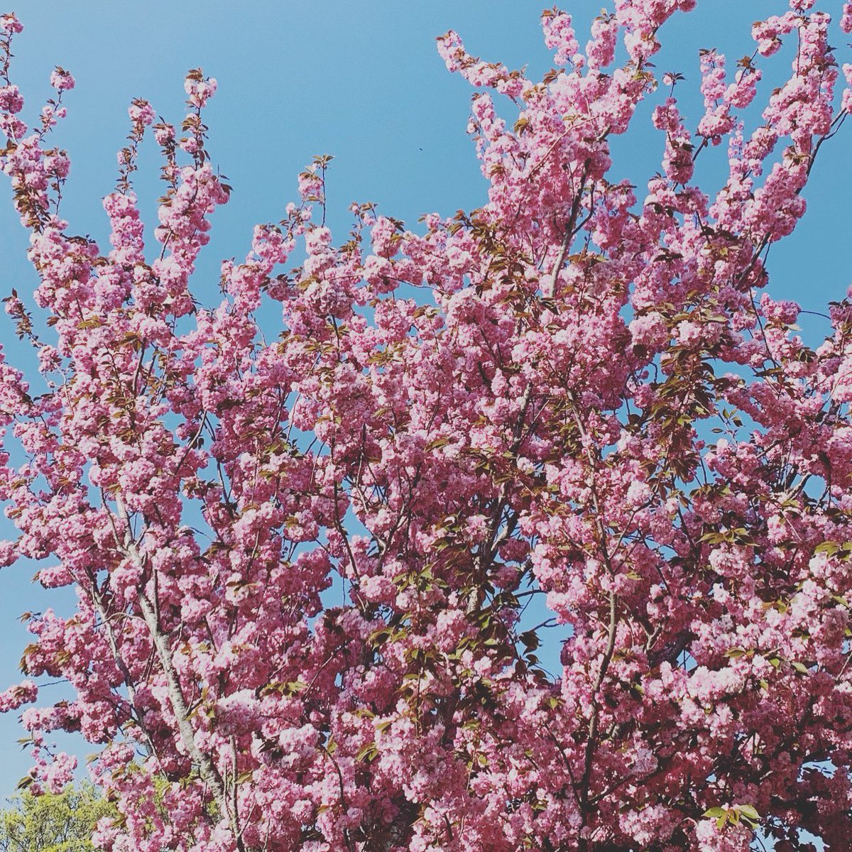 Who else is looking forward to spring? My favourite has to be blossom trees and daffodils.I love winter but what with lockdown I feel it’s gone on far too long this year and I want to feel that spring in my step when I go outside.