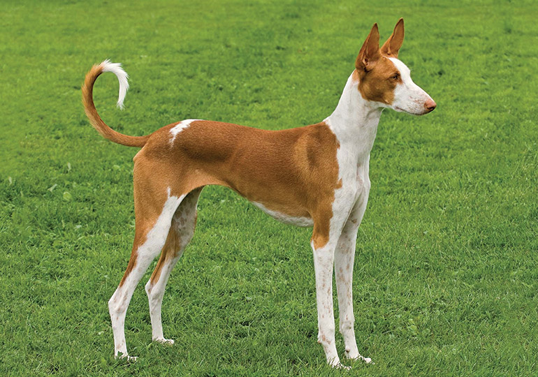 I just love looking at Ibizan Hounds. The ears! The tail! They possess a deer-like elegance when they run but they equally love to nap.