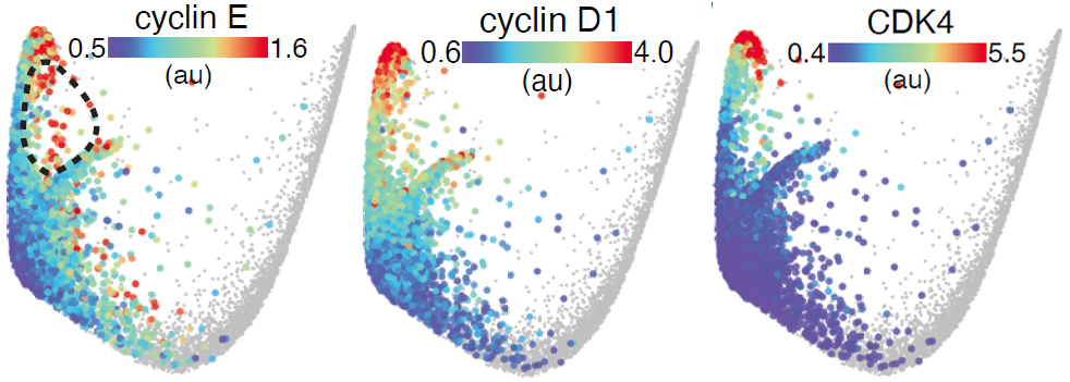 5/8 So far, so good. But what about the arrest arm? Here’s where things got interesting. As cells went deeper into arrest, they accumulated more p21, p53, and p16, as expected. However, they also accumulated more *proliferative* factors like cyclin E, cyclin D1, and CDK4.